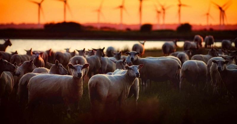 Bizarre video shows hundreds of sheep walking continuously in a circle for over 12 days
