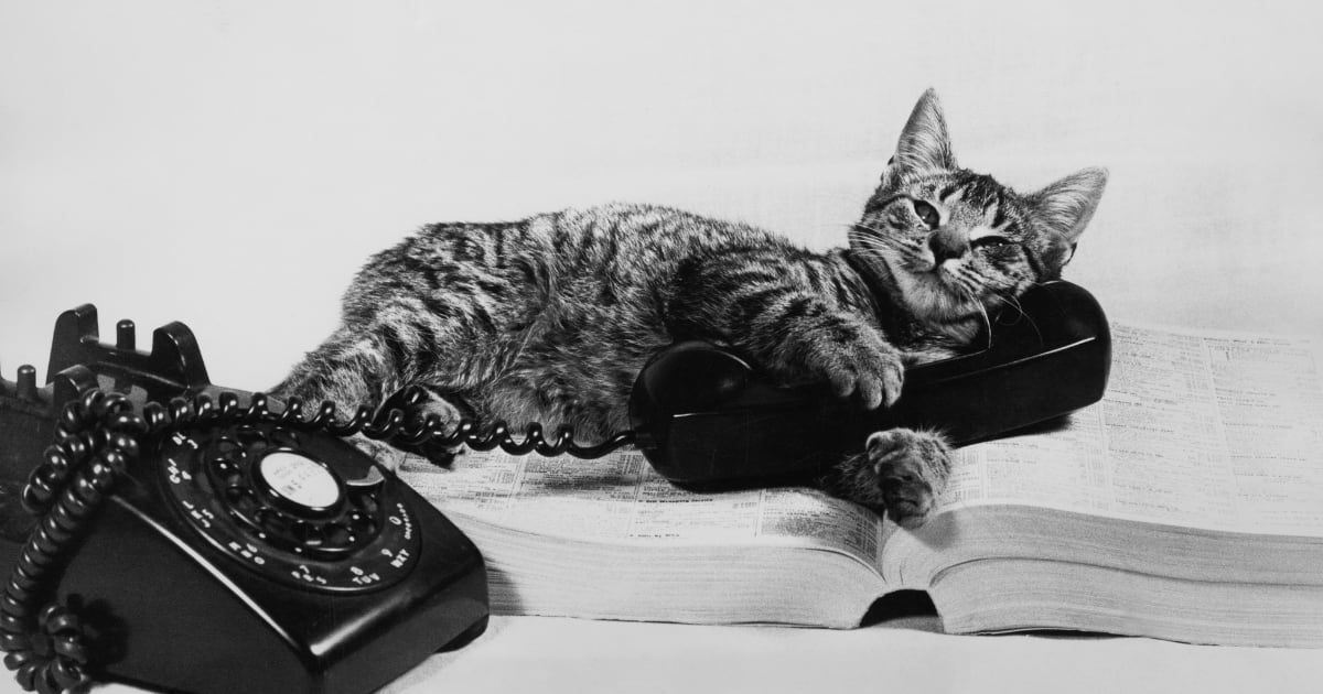 Cat apparently dialed 911 to help his owner but no one knows how: 'Sounds kind of weird'
