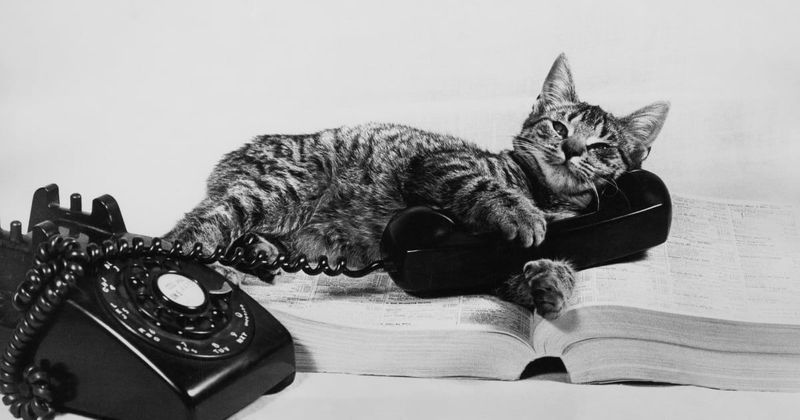 Cat apparently dialed 911 to help his owner but no one knows how: 'Sounds kind of weird'