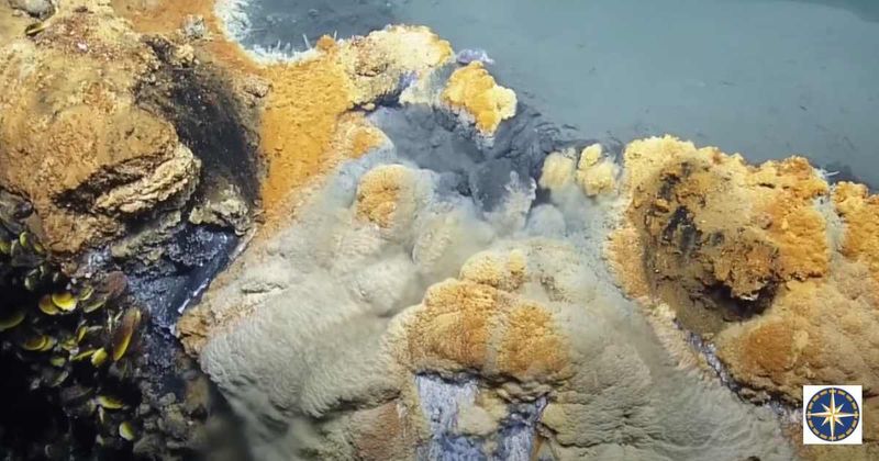 Hot tub of despair: Bizzare underwater lake that kills almost anything that enters it