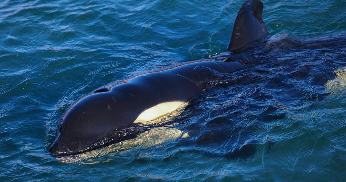 Young killer whales have been sinking rich people's yachts, we may finally know why