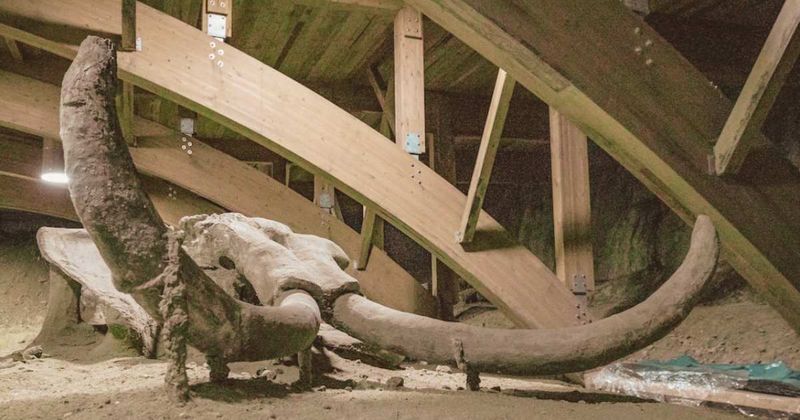 Man discovers astonishing 40,000-year-old mammoth bones in his wine cellar