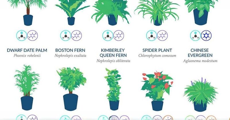 NASA says these 18 plants are the best at naturally filtering the air in your home.
