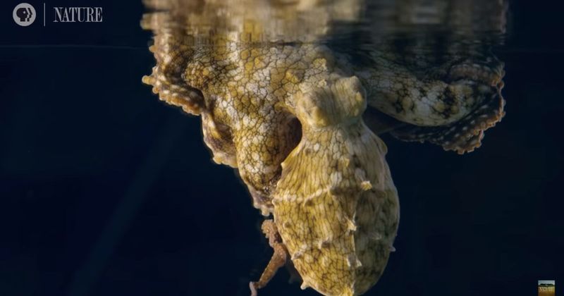 Video of octopus changing colors while dreaming is absolutely stunning