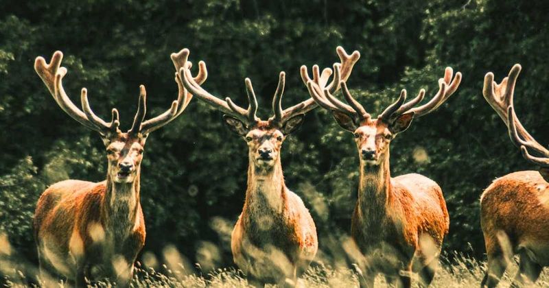 Bizzare drone video catches reindeer walking in a hypnotic circle continuously