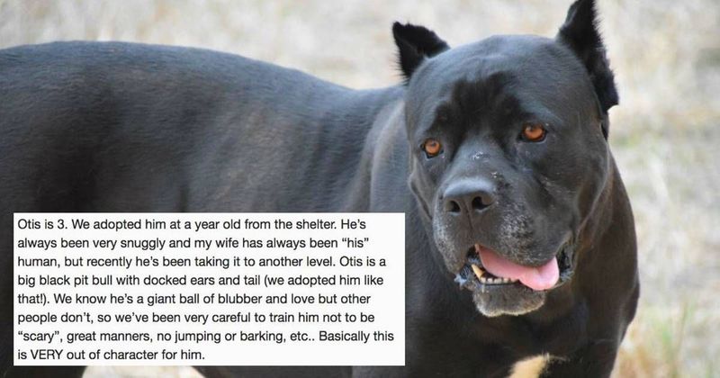 A guy asked why his dog had become so protective of his wife — the Internet guessed the right reason