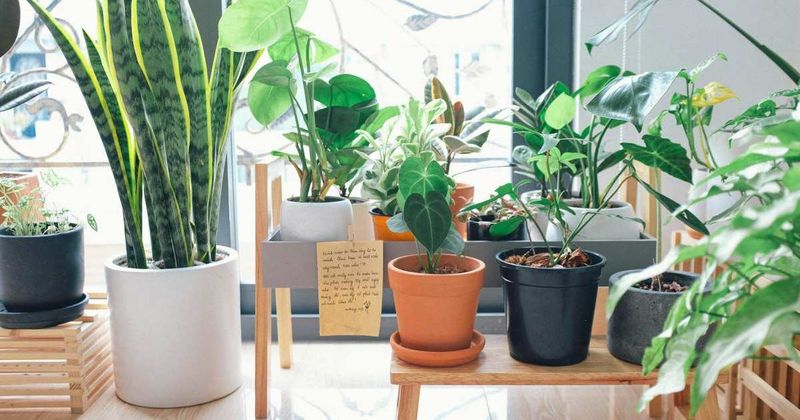 Woman's smart hack for watering plants is so simple yet brilliant 