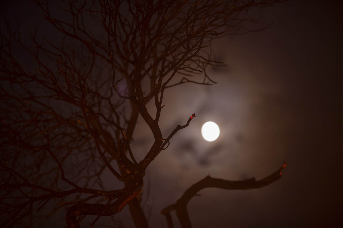 Representative Image Source:  The moon shines behind the glowing remains of a burned bush at the La Tuna Fire near Burbank, California. (Photo by David McNew/Getty Images)