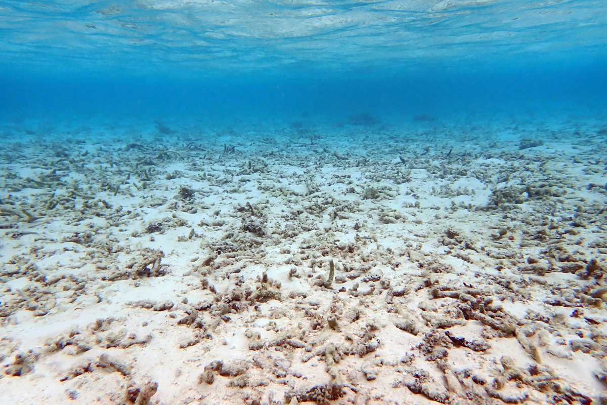 Representative Image Source: Photo by Carl Court/Getty Images