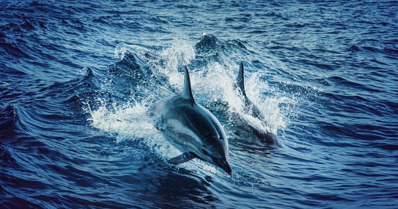 Dolphins on opposite sides of New Zealand have local accents, says study