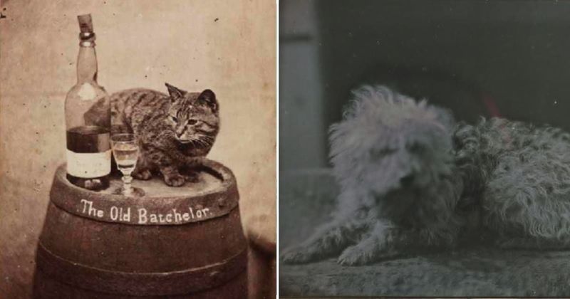 Museum unveils old images proving people have loved photographing their furry friends for centuries