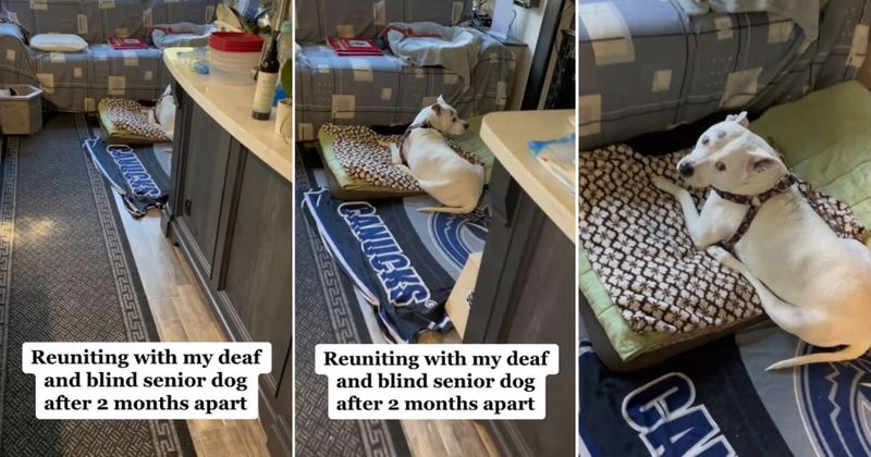 Old deaf and blind dog has the cutest reaction on reuniting with her owner