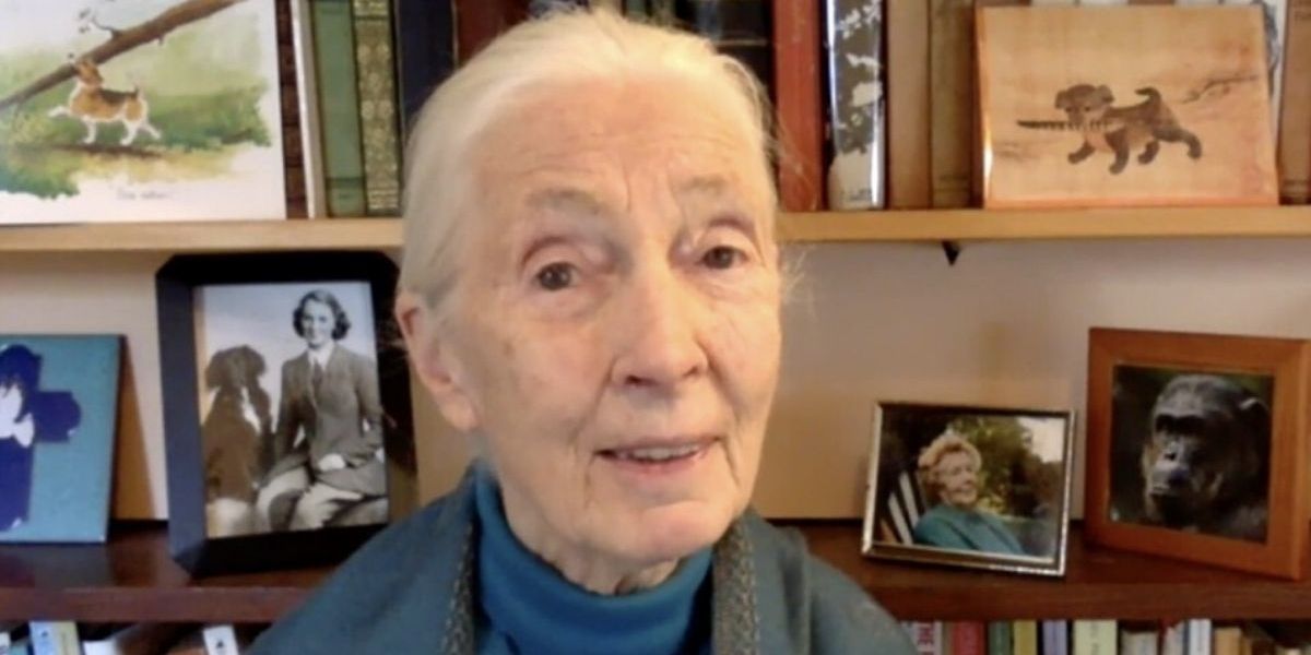 Jane Goodall: Humanity will be 'finished' after Covid-19 unless we change our ways
