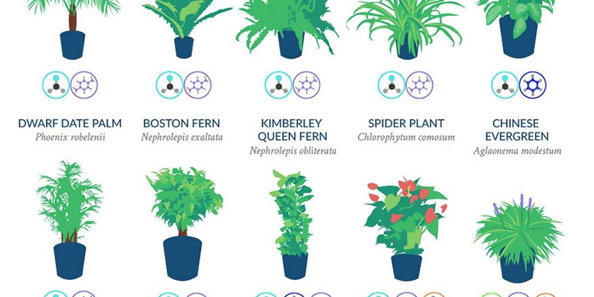 NASA says these 18 plants are the best at naturally filtering the air in your home.