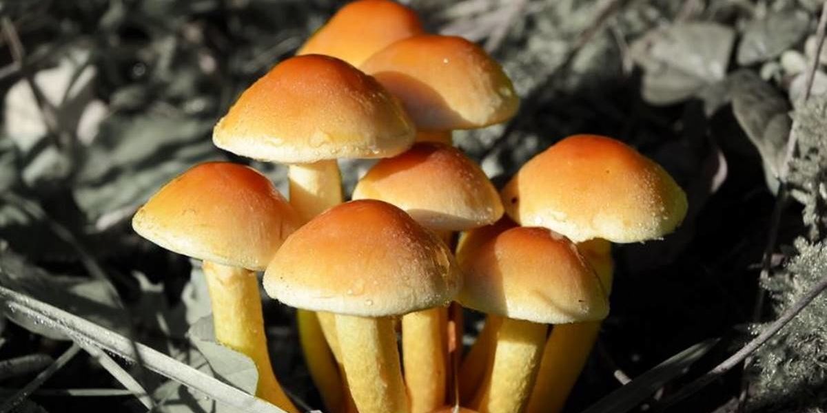 Magic mushrooms are a powerful way to treat depression, addiction, and anxiety