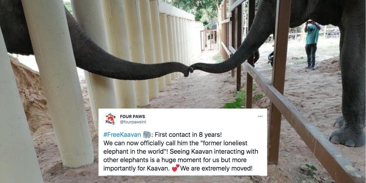 Kaavan, the 'World's loneliest elephant' just had his first contact with another elephant in 8 years