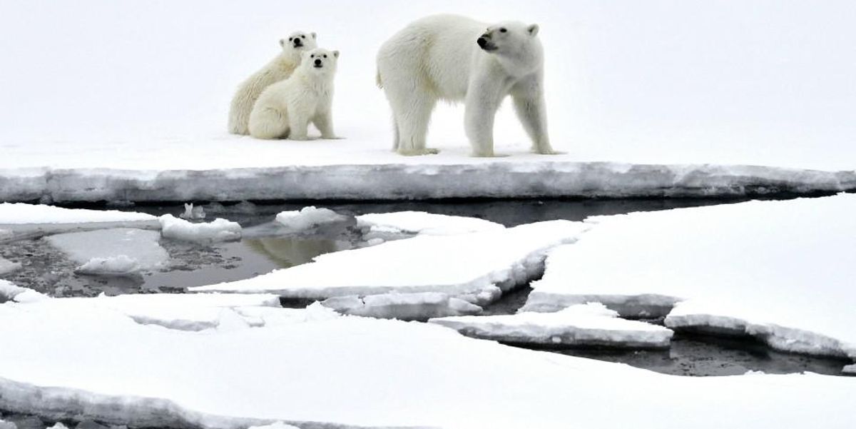 Court rejects Trump-approved Arctic drilling project in victory for polar bears and climate
