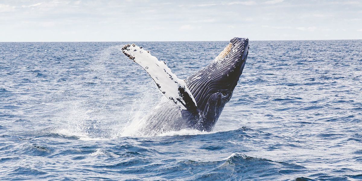 Whales' migration patterns can be tracked by their songs, researchers claim