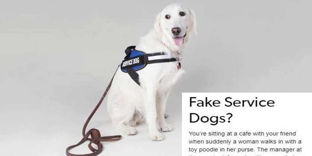 A disabled woman's post on fake service animals perfectly explains why it's a big problem