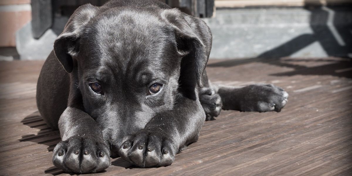 Dogs can recognize a bad person and there’s science to prove it
