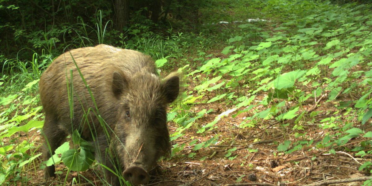 The areas around Fukushima are  still contaminated, but wildlife is somehow thriving