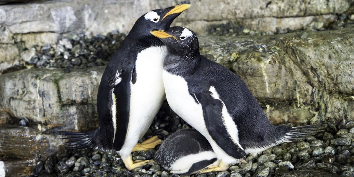 Same sex penguin 'super moms' start their own family