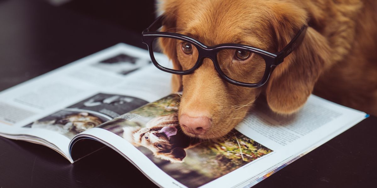 Are people with pets less likely to die if they catch the coronavirus?