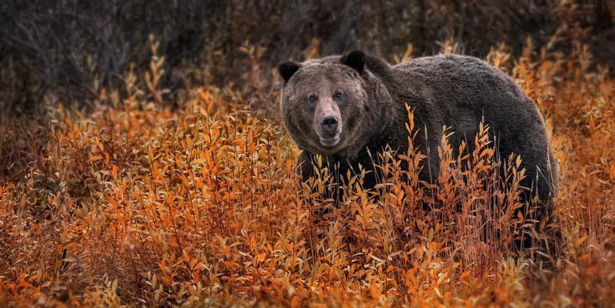 'The most anti-wildlife president in history' guts species protection in his lame duck period