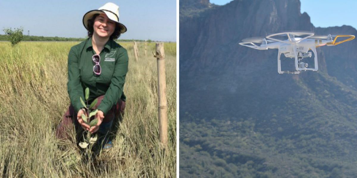 Tree-planting drones are firing ‘seed missiles’ into the ground. Less than a year later, they’re already 20 inches tall.