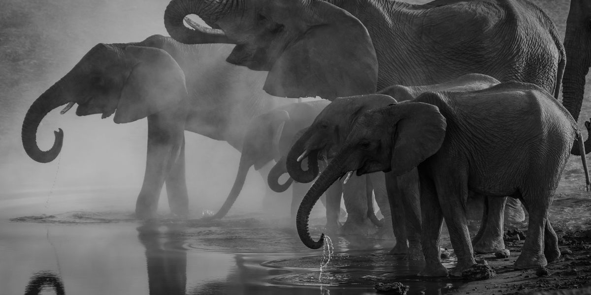 A new form of sound-based AI is being deployed to protect endangered African elephants