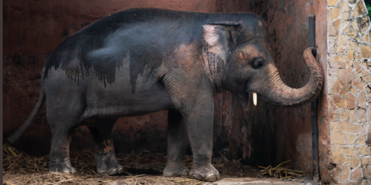 Kaavan, the 'world's loneliest elephant,' is finally being released from captivity
